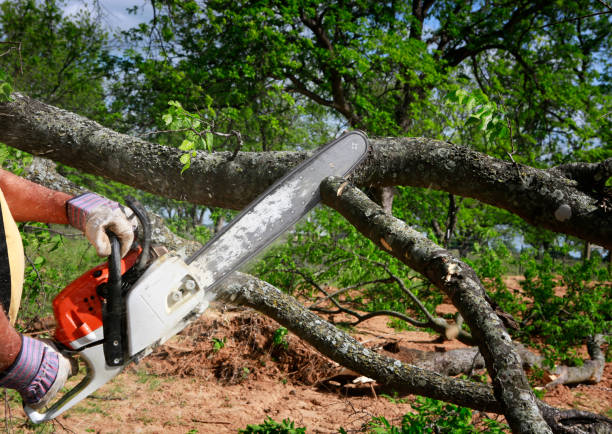 Professional Tree Service in Rush Springs, OK